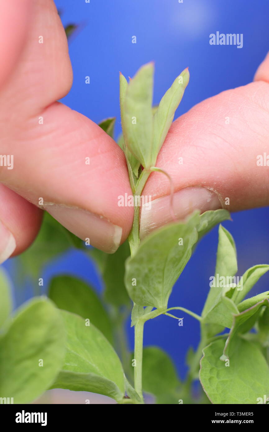 Culture de pois sucrés. Pincer les pointes des semis de pois doux pour encourager une croissance forte et touffue et plus de tiges de fleurs - mars. ROYAUME-UNI Banque D'Images