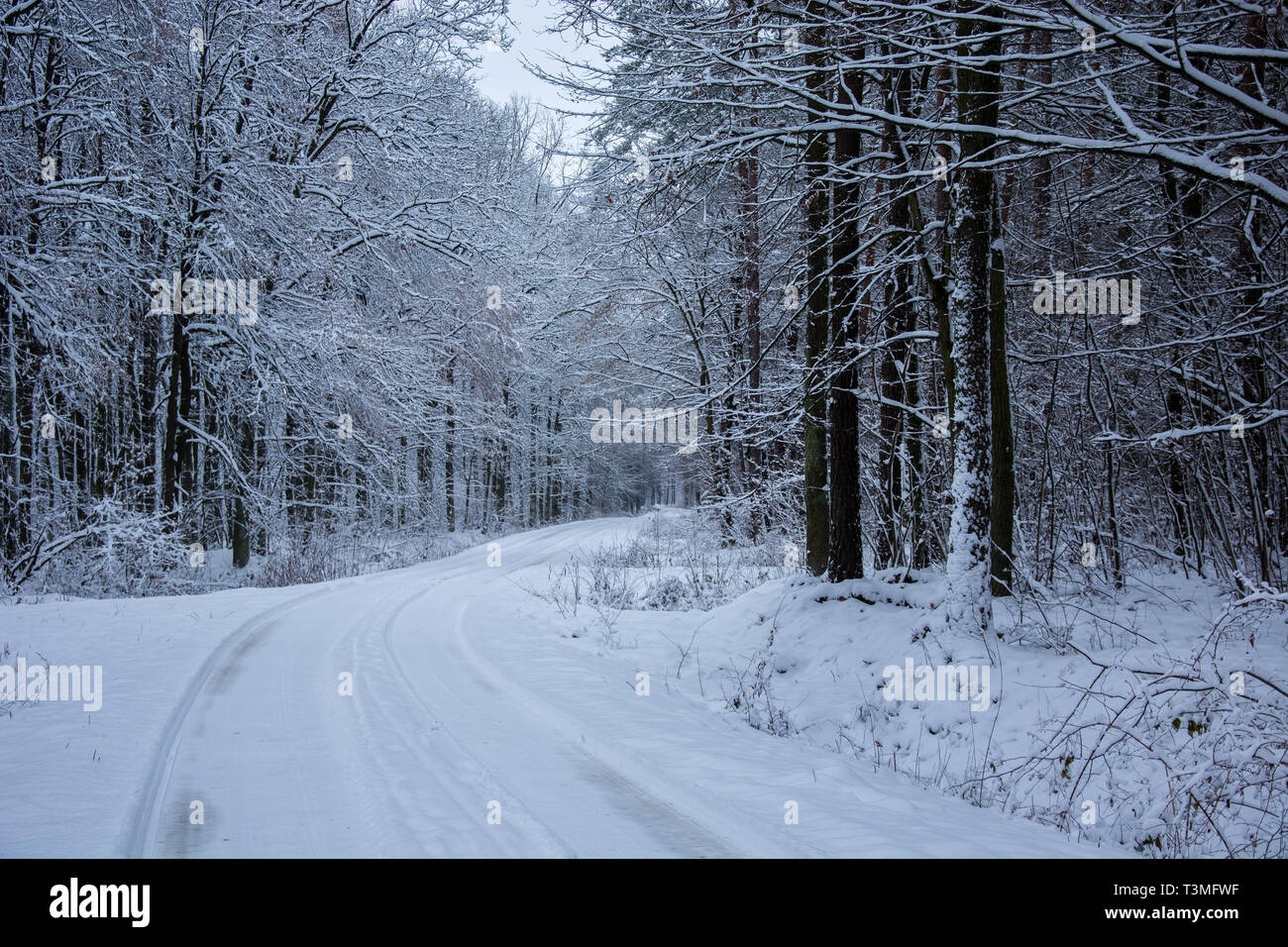 La route couverte de neige à travers la forêt mystique - beauté journée d'hiver Banque D'Images
