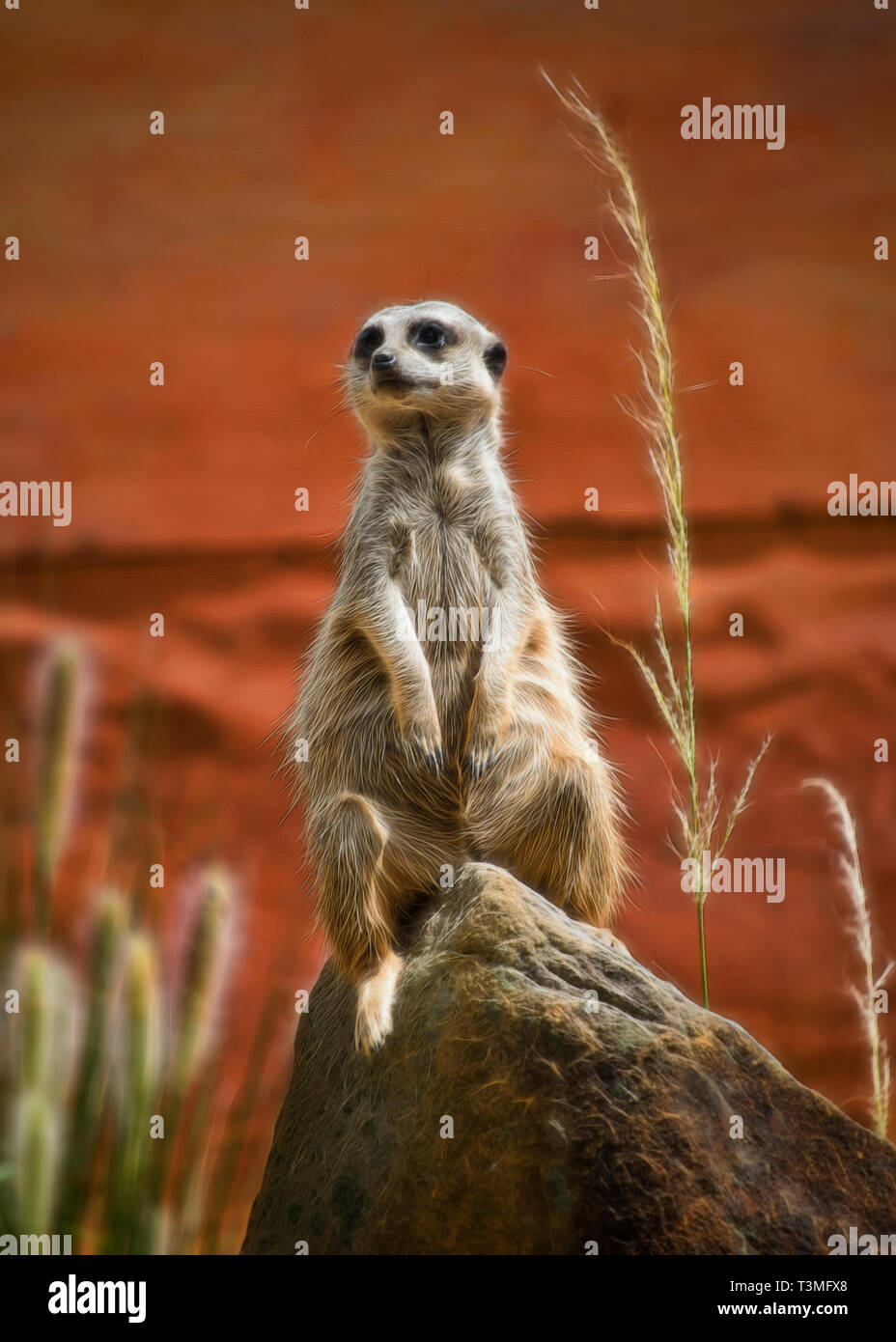 Ce mignon petit meerkat qui monte la garde Banque D'Images