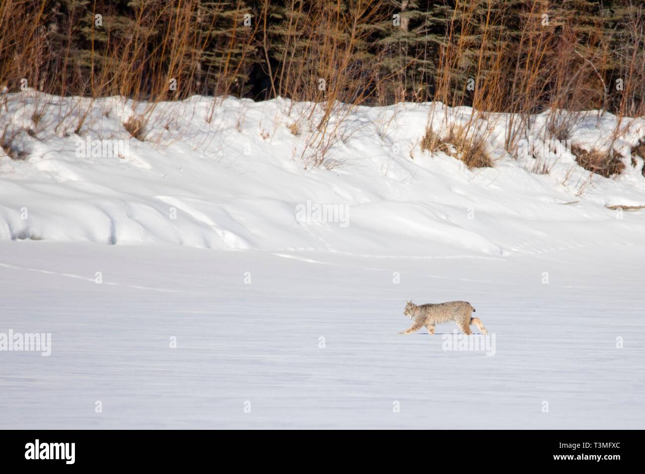 Un lynx du Canada dans la neige au Yukon Flats National Wildlife 23 mars 2019 réfugiés, au Yukon, en Alaska. Koyukuk- Banque D'Images