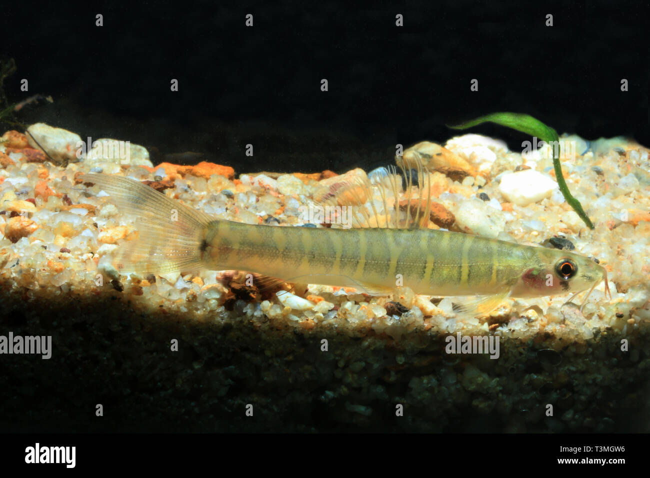 Bagués gris Loach, Nemacheilus selangoricus Banque D'Images