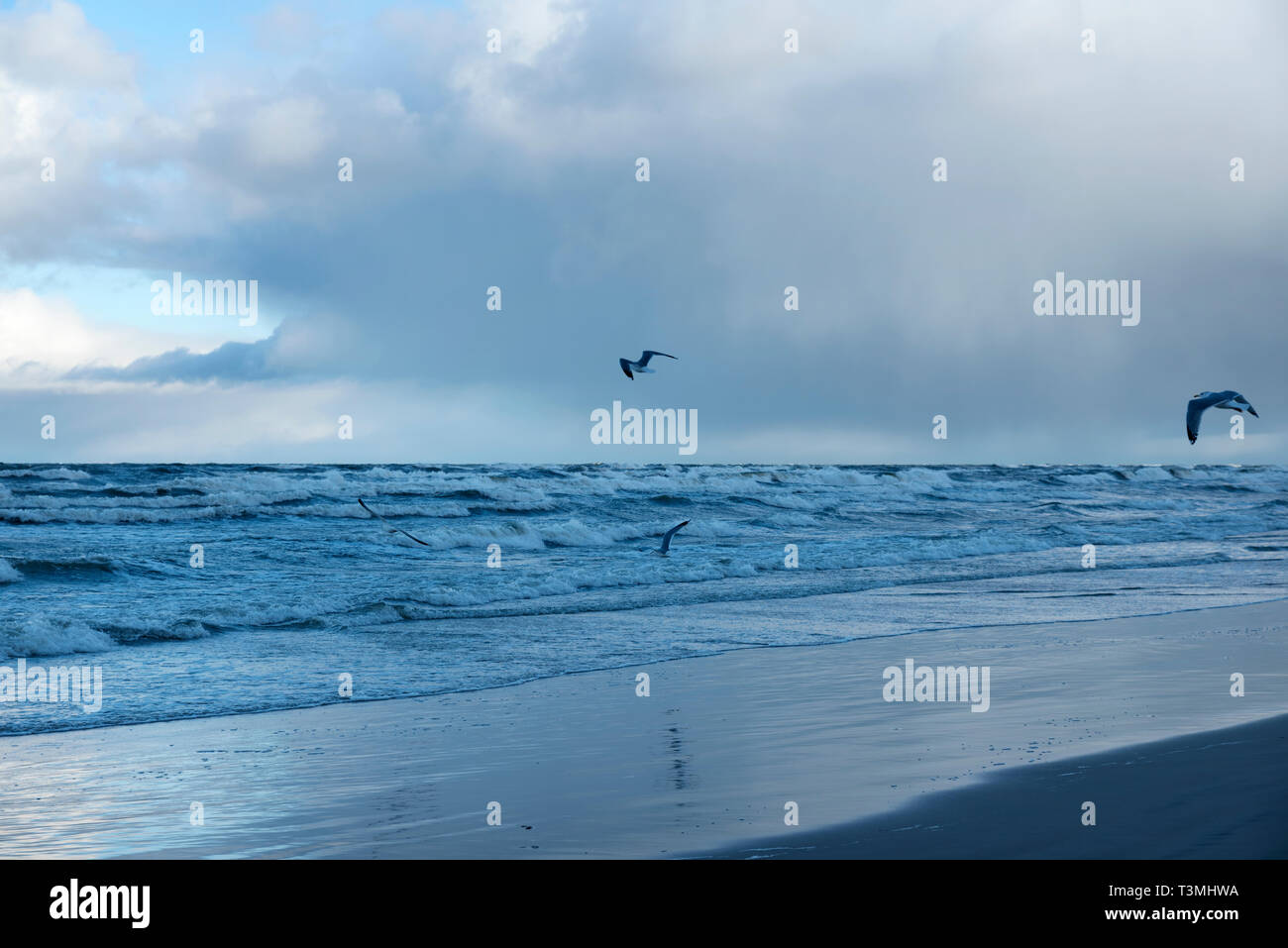 De grosses vagues et mouettes après la tempête de la mer le matin en mer Baltique dans Stegna Selective focus Banque D'Images