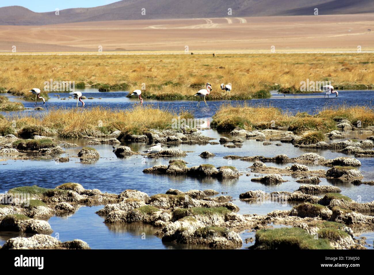 Flamants Roses sauvages au lac par lac et de l'herbe sèche et désert à l'arrière-plan flou - désert d'Atacama, Chili Banque D'Images