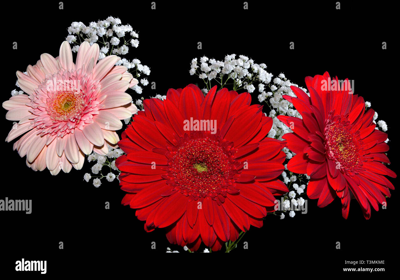 Superbe bouquet de belles fleurs gerbera rouge et rose décoré de branche de  gypsophile blanc close up sur fond noir Photo Stock - Alamy
