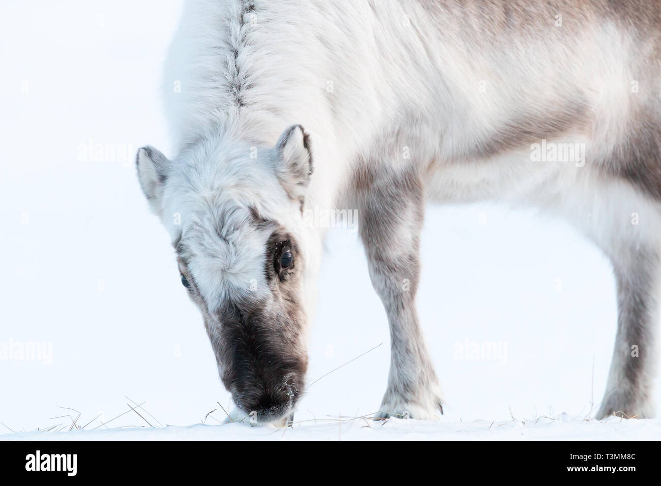 Renne du Svalbard de manger dans la neige Banque D'Images