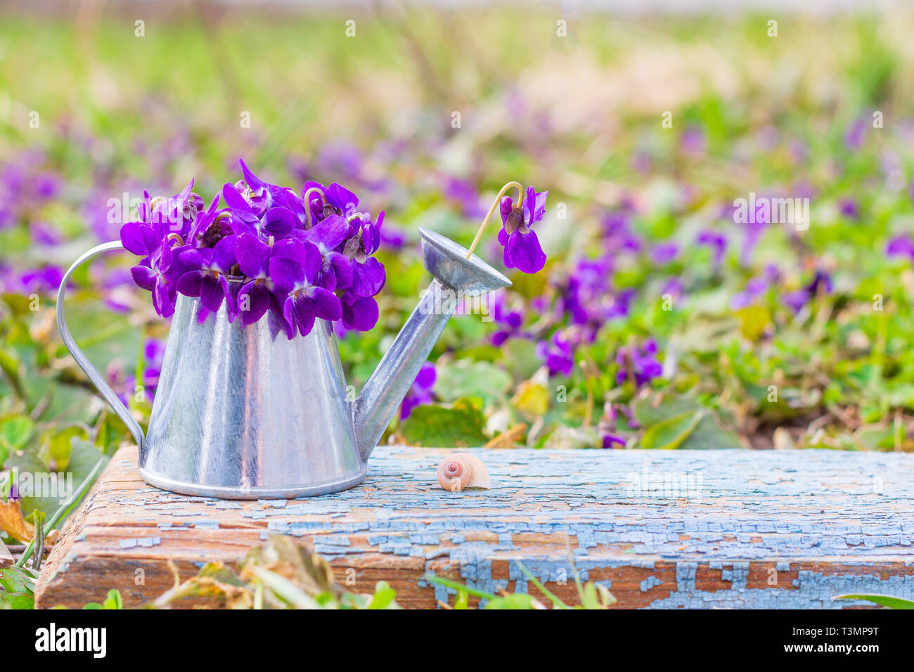 Bouquet de fleurs de la forêt de violette dans un arrosoir d'étain sur