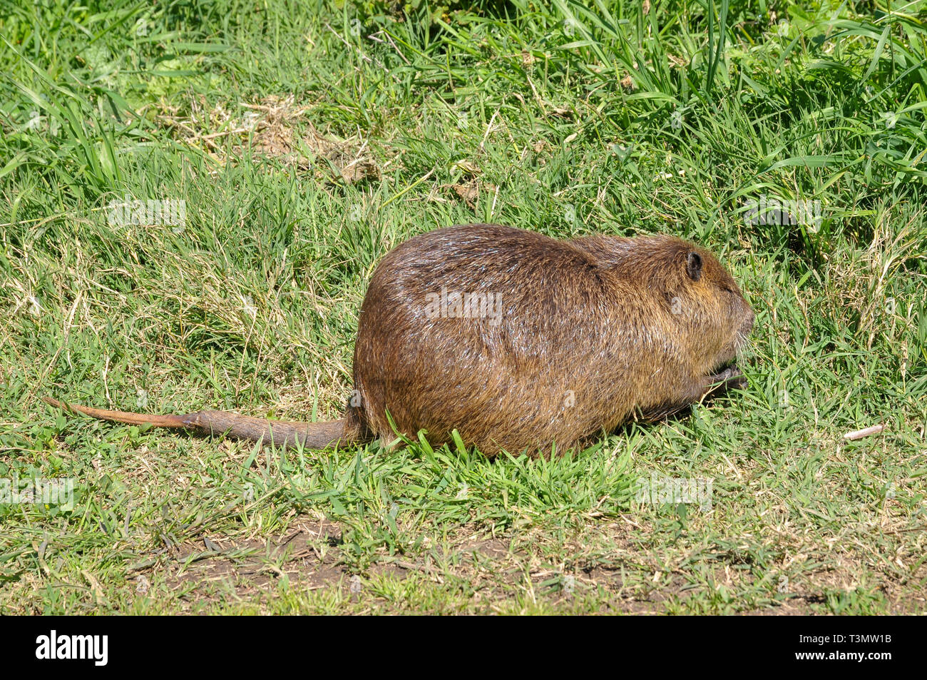 Ragondin, ou le ragondin (Myocastor coypus) sur terre. Photographié en Israël, Vallée de Hula en Mars Banque D'Images