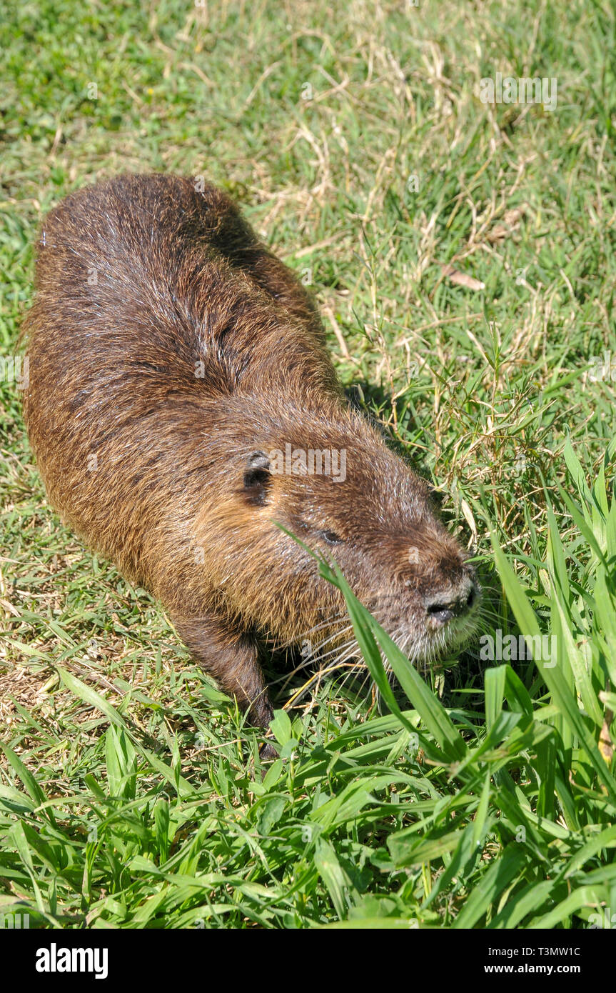 Ragondin, ou le ragondin (Myocastor coypus) sur terre. Photographié en Israël, Vallée de Hula en Mars Banque D'Images