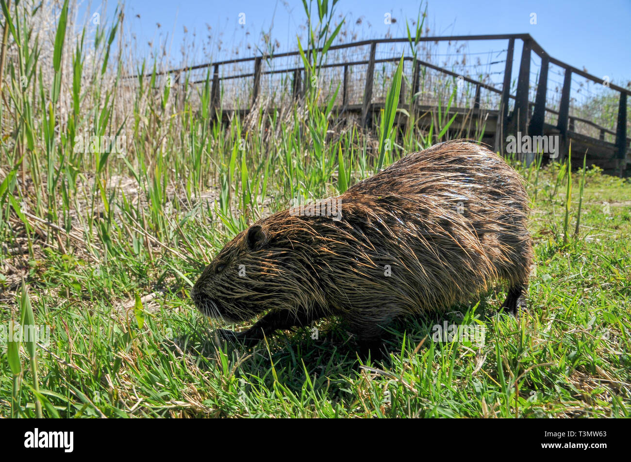 Ragondin, ou le ragondin (Myocastor coypus) sur terre. Photographié en Israël, Vallée de Hula en Mars Banque D'Images