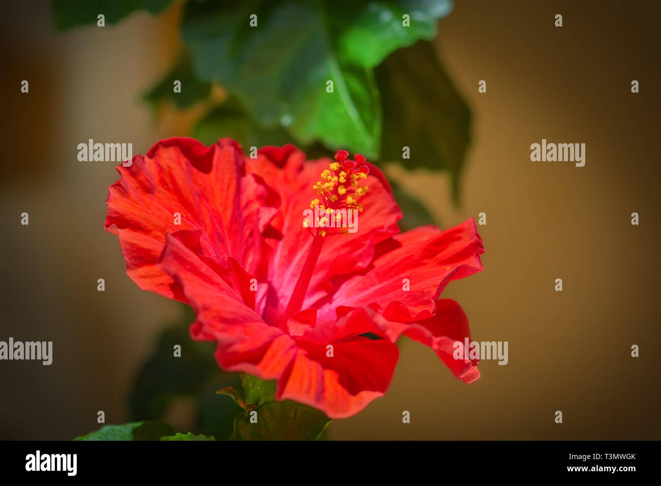 Fleur d'Hibiscus rouge. Floral background. Banque D'Images