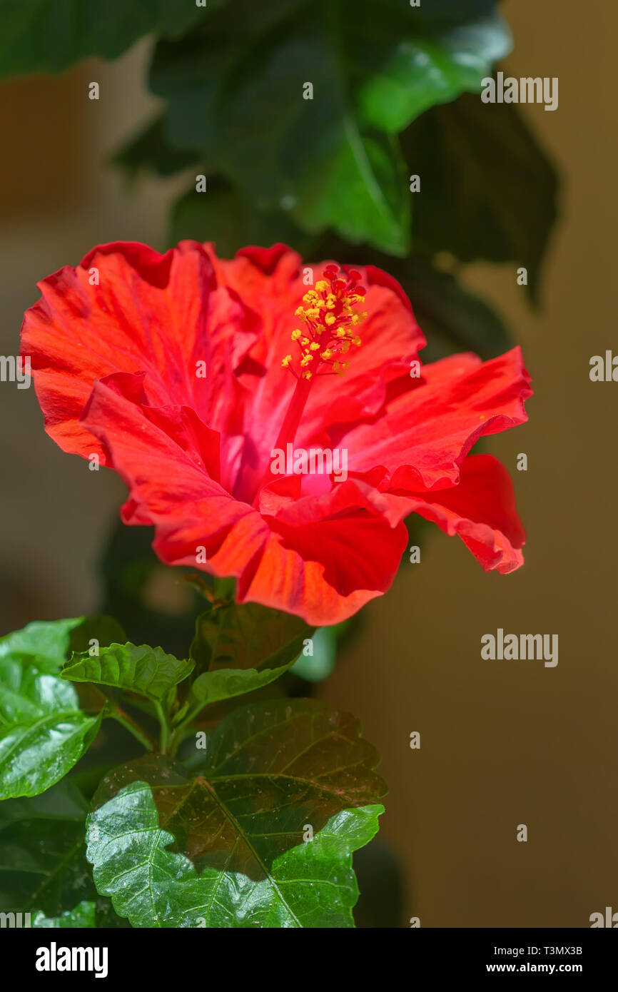 Fleur d'Hibiscus rouge. Floral background. Banque D'Images