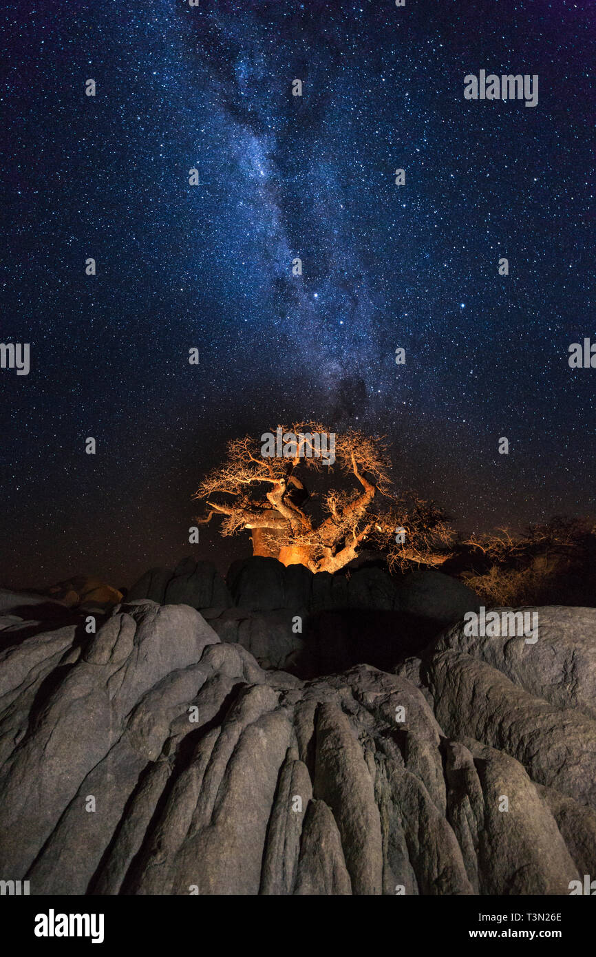 Baobab en vertu de la milkyway Banque D'Images