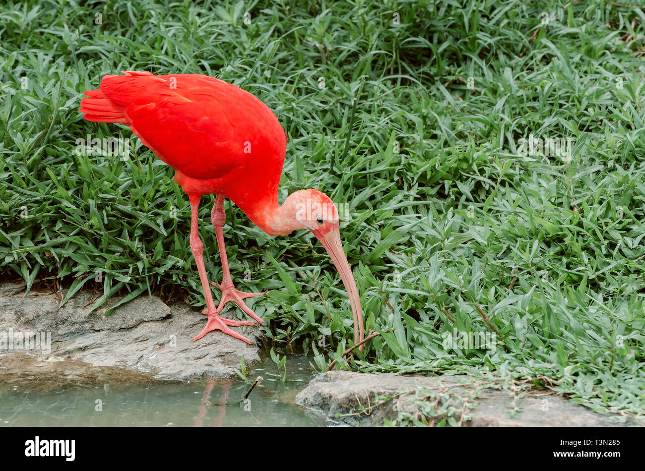 Ibis Rouge Oiseau Au Plumage Rouge Vif Long Bec Et De