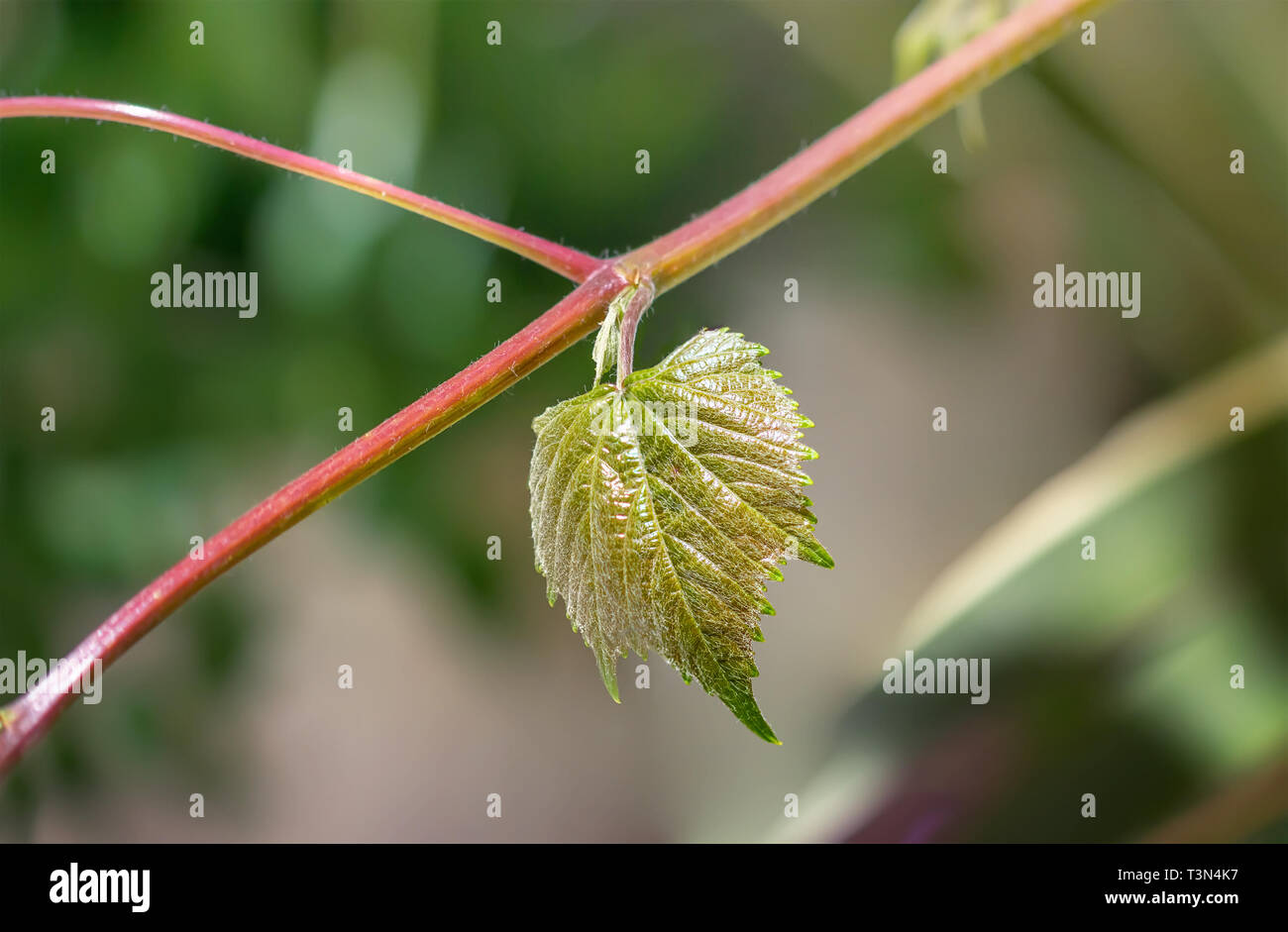 Close up of leaf de raisins sur une branche. Fond naturel. Banque D'Images
