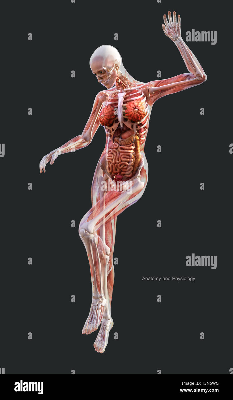 Illustration 3d d'un squelette humain femelle système musculaire, les os et le système digestif avec Clipping Path Banque D'Images