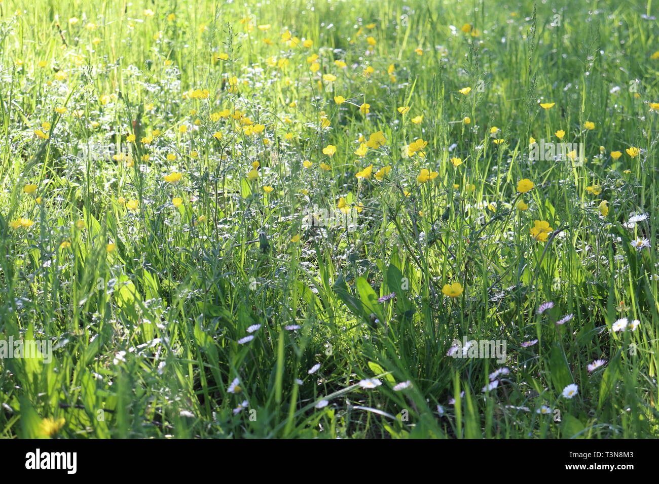 La nature est une très une beauté parfaite Banque D'Images