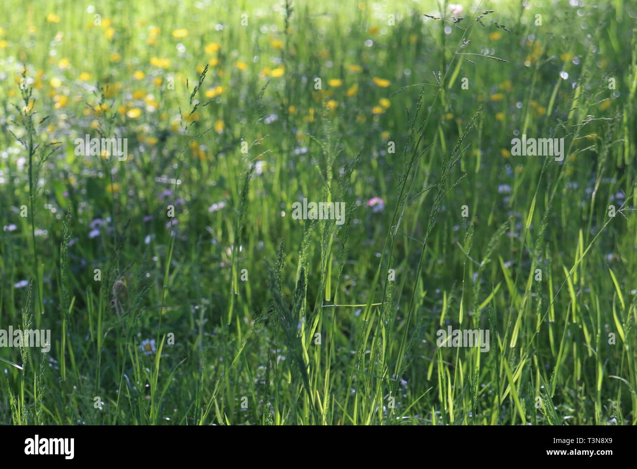 La nature est une très une beauté parfaite Banque D'Images