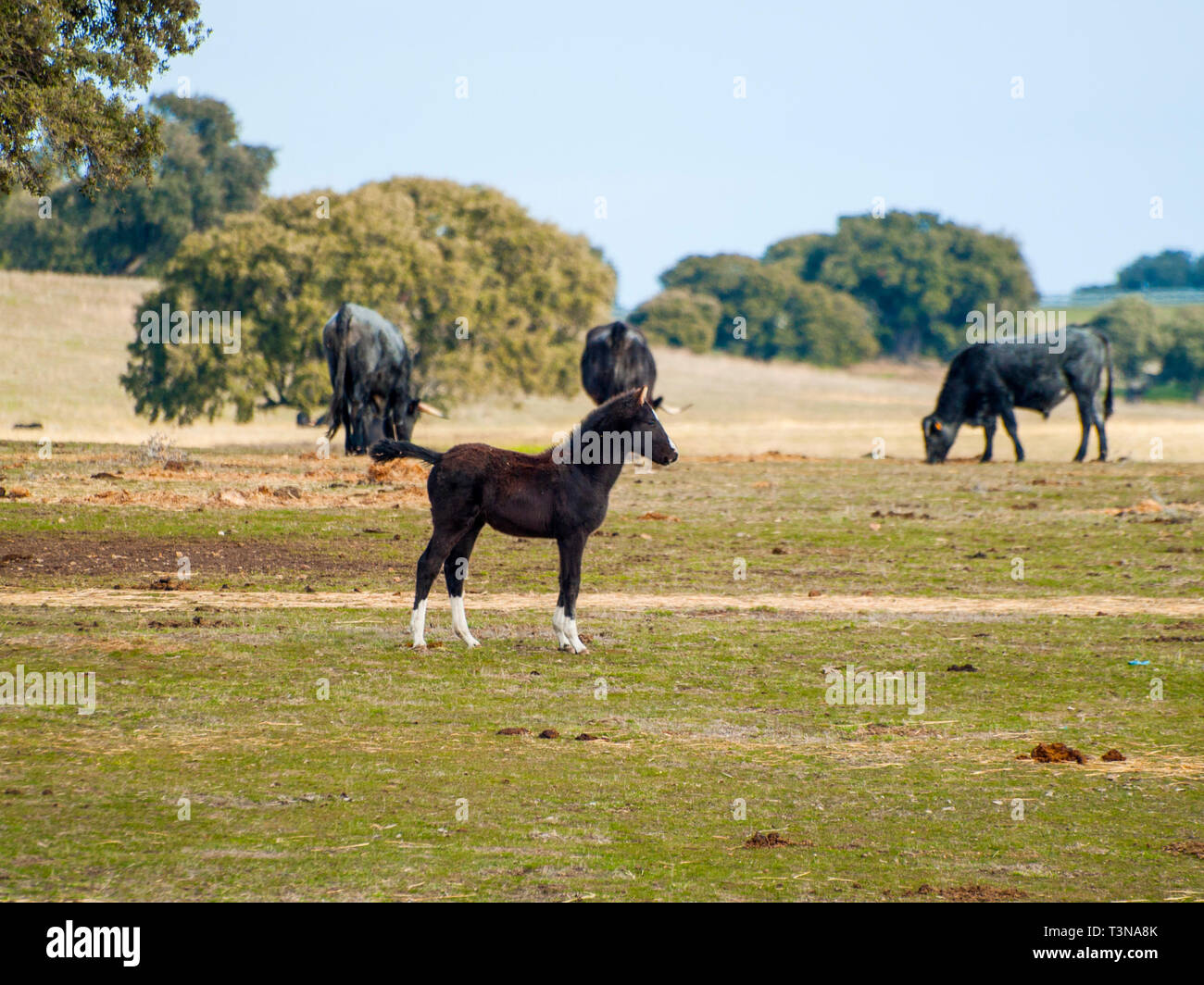 Les chevaux et les vaches de race morucha paître ensemble dans la dehesa à Salamanque (Espagne). L'élevage extensif écologique concept. Banque D'Images