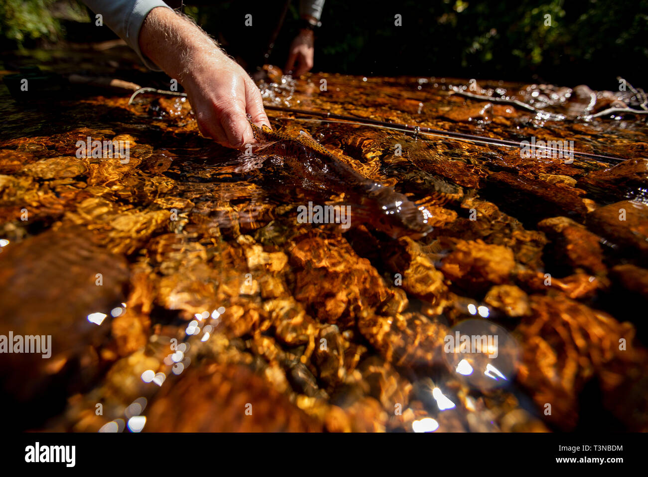 La pêche à la mouche La pêche dans le Parc National des Montagnes Rocheuses. Banque D'Images