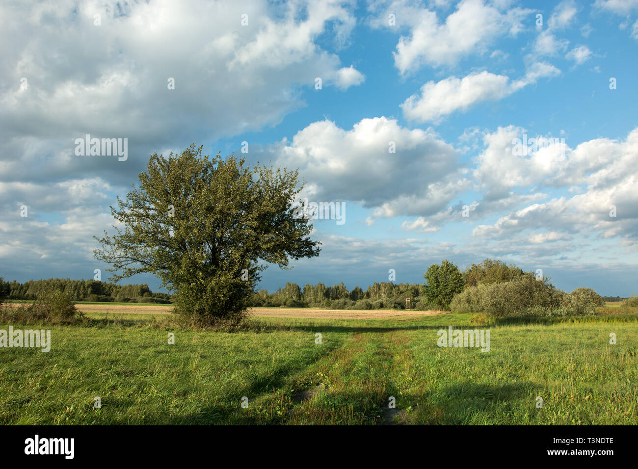 Un grand arbuste à feuilles caduques vert croissant sur une prairie et les nuages blancs sur un ciel bleu Banque D'Images