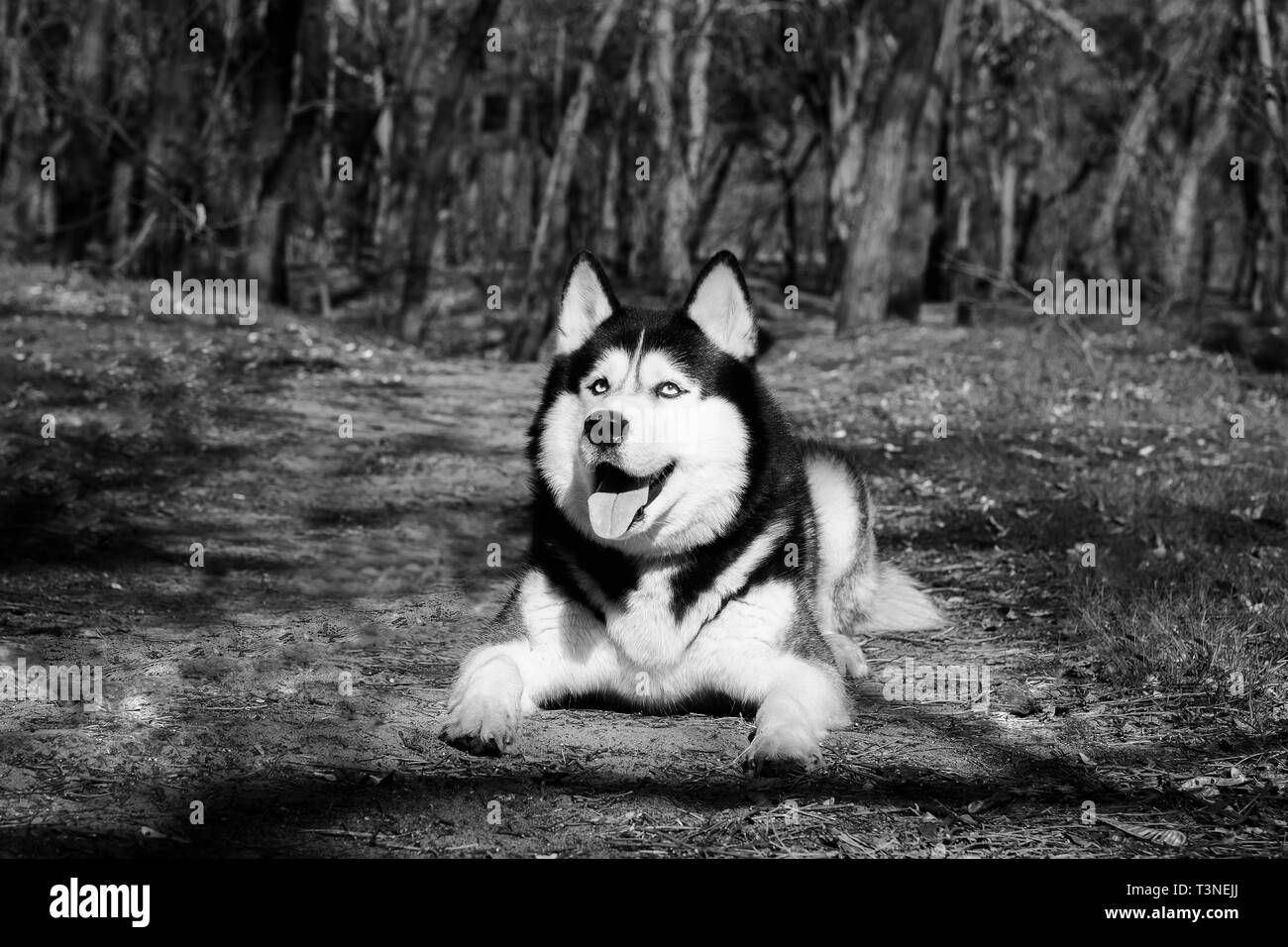 Un chien Husky rit et montre la langue, le plaisir réside dans la forêt Malamute sur le terrain et recherche. Banque D'Images