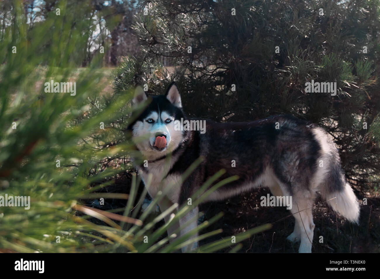 Chien Husky est et lèche. Parc de conifères Forêt, hunter, faim de loup sauvage Banque D'Images