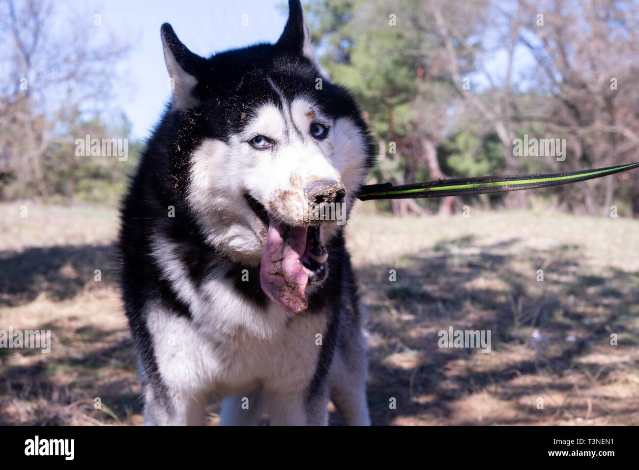 Chien Husky drôle rire et montre la langue, Sly, chien malamute satisfait debout dans la forêt. Banque D'Images Chien Husky drôle rire et montre la langue, Sly, chien malamute satisfait debout dans la forêt. Banque D'Images