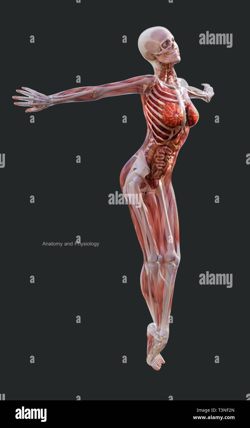 Illustration 3d d'un squelette humain femelle système musculaire, les os et le système digestif avec Clipping Path Banque D'Images