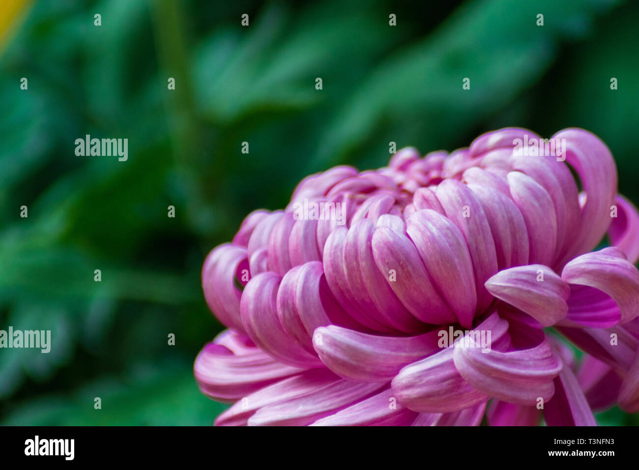 Fleur de chrysanthème rose Banque D'Images