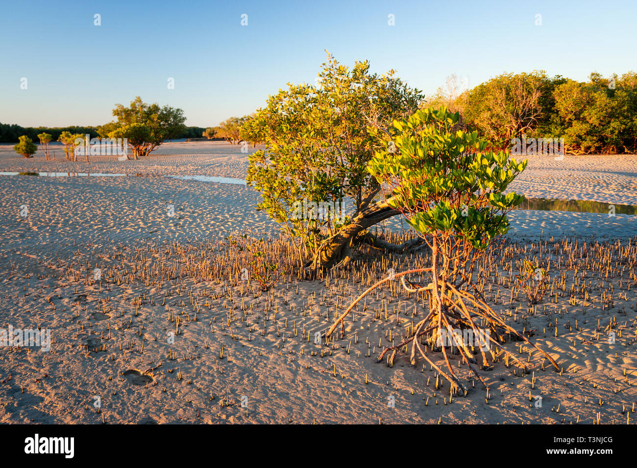 Les mangroves poussent sur sandy platin à Port Smith Australie Occidentale Banque D'Images