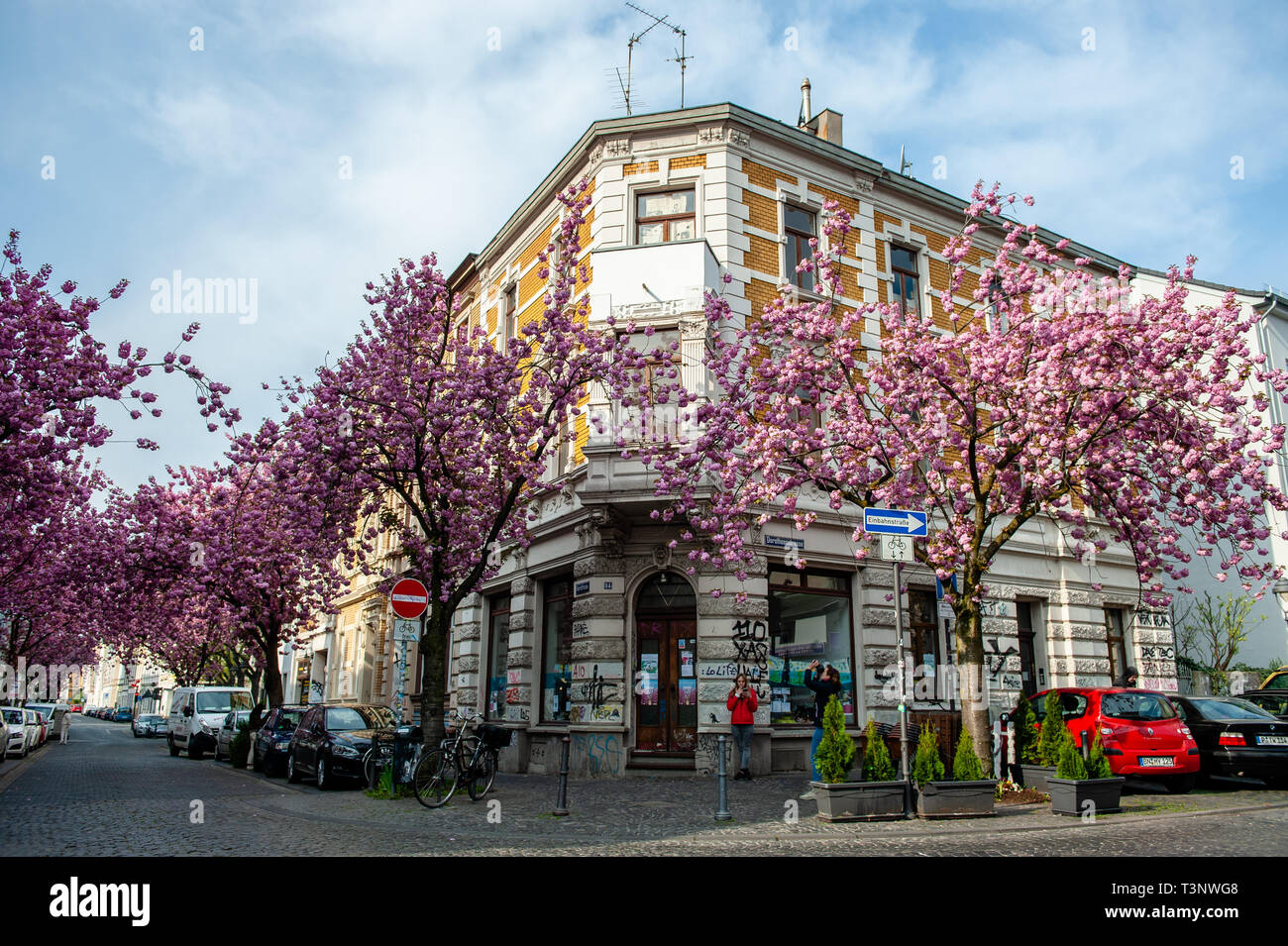 Un vieux bâtiment est vu entouré de cerisiers. Tous les printemps, de nombreux touristes affluent du monde entier pour la vieille ville de Bonn. Ils viennent voir les cerisiers entre 66 et Breite Straße. D'innombrables cerisiers déplier leur pleine floraison, la transformation de l'étroitesse des routes dans une mer de fleurs rose. Les ruelles sont transformés en un incroyable tunnel de fleurs de cerisier. Banque D'Images