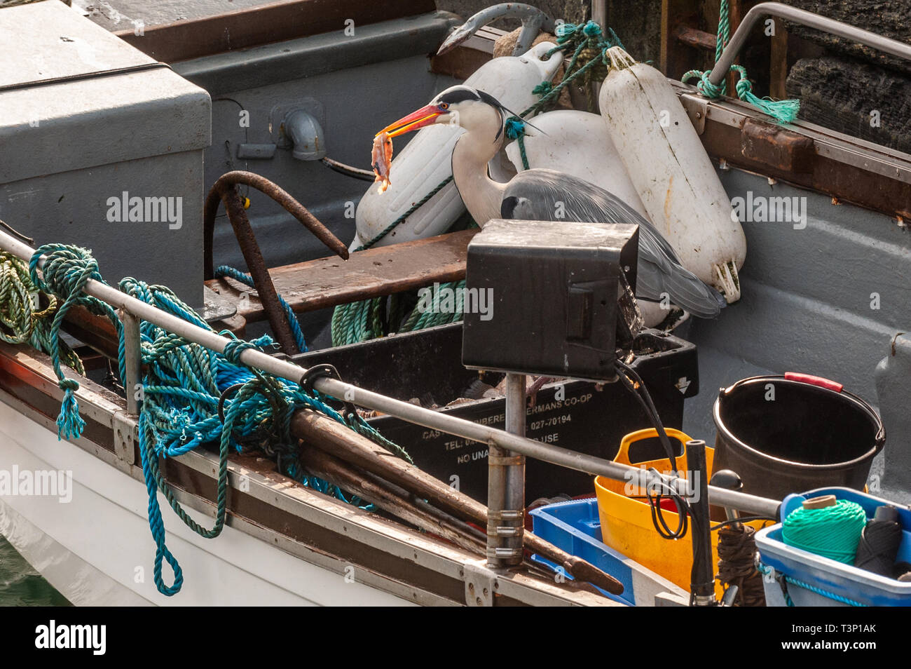 Schull, West Cork, Irlande. Apr 11, 2019. Un héron cendré (Ardea cinerea) vole un appât tout en bateau de pêcheur amarré à Schull Harbour. Le temps est froid mais sec avec le soleil commence à faire une apparition. La journée restera généralement sec avec des températures de plus de 11 à 15°C. Credit : Andy Gibson/Alamy Live News Banque D'Images