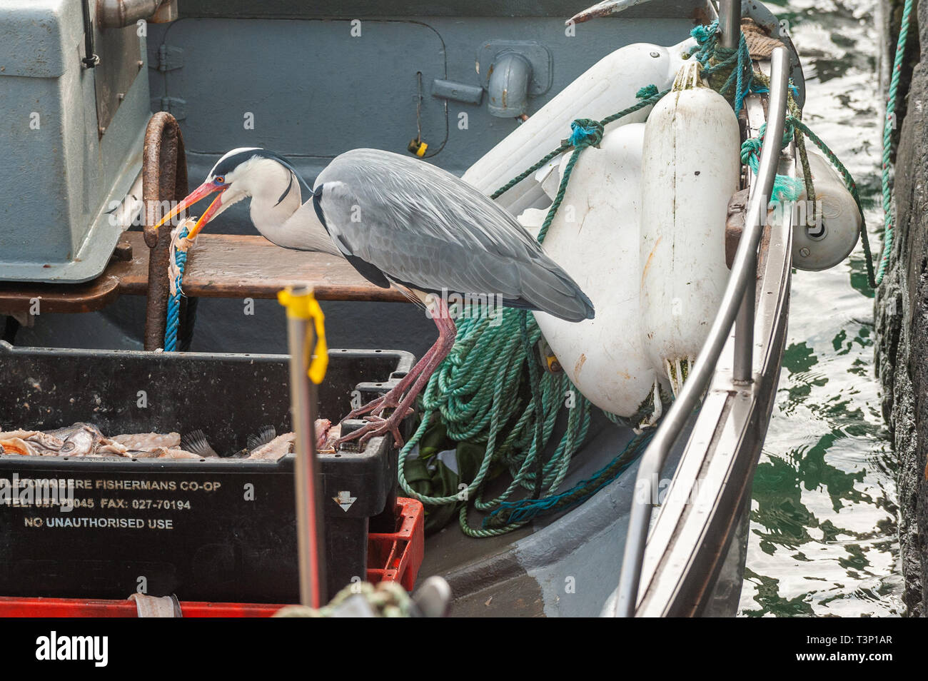 Schull, West Cork, Irlande. Apr 11, 2019. Un héron cendré (Ardea cinerea) vole un appât tout en bateau de pêcheur amarré à Schull Harbour. Le temps est froid mais sec avec le soleil commence à faire une apparition. La journée restera généralement sec avec des températures de plus de 11 à 15°C. Credit : Andy Gibson/Alamy Live News Banque D'Images