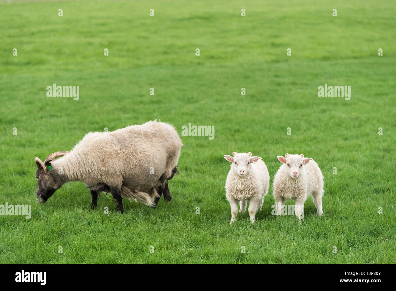 Trois moutons blancs sur les pâturages. Champ avec de l'herbe verte en Islande Banque D'Images