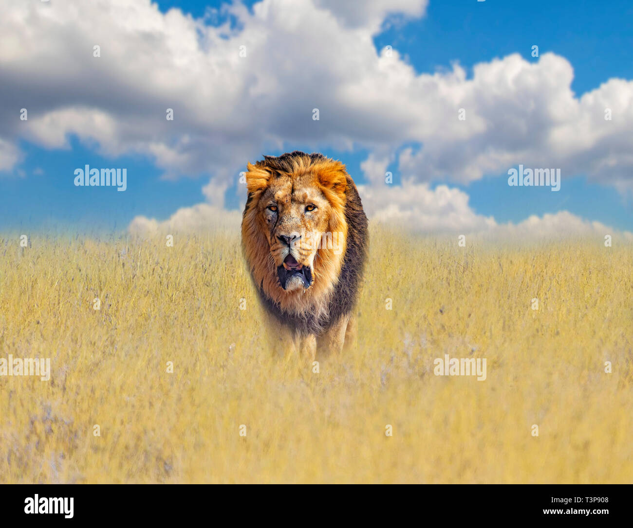 Belle Lion Dans La Savane De L Herbe D Or D En Afrique Derriere Eux Est Le Bleu Du Ciel Il S Agit D Un Contexte Naturel Avec Les Animaux D Afrique Photo Stock Alamy Belle Lion Dans La Savane De L Herbe D Or D En Afrique Derriere Eux Est Le Bleu Du Ciel Il S Agit D Un Contexte Naturel Avec Les Animaux D Afrique Photo Stock Alamy