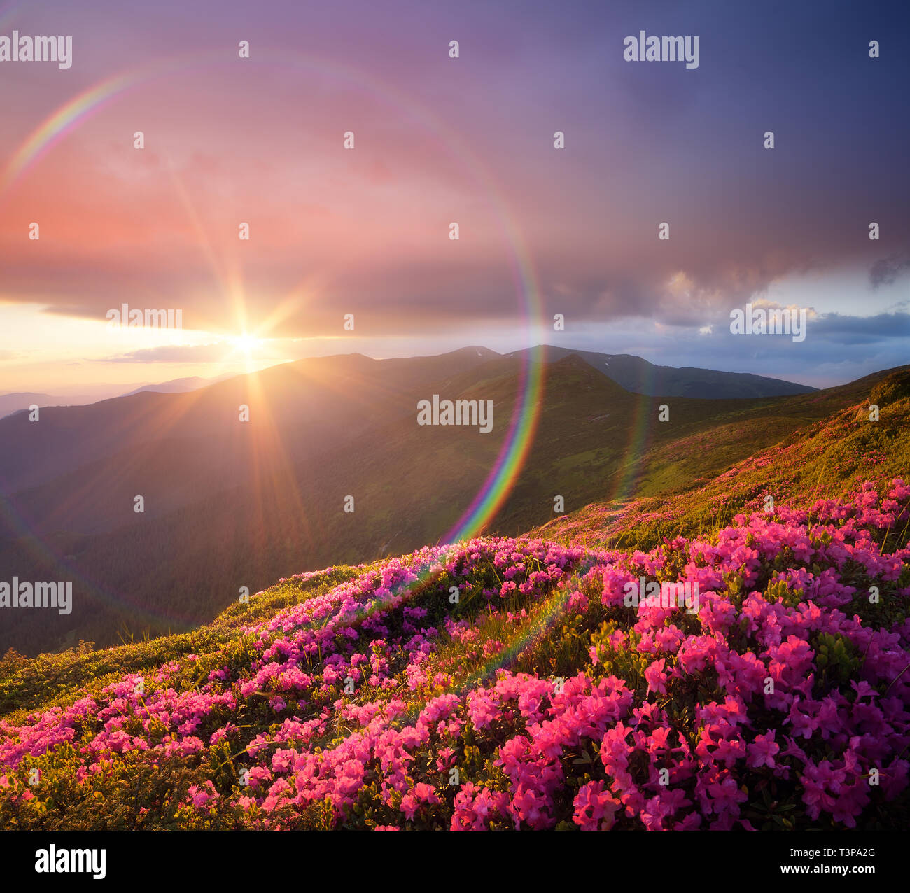 Paysage d'été avec des fleurs roses dans les montagnes. Rhododendrons en fleurs sur les pistes. Beau coucher de soleil avec. Arc-en-ciel circulaire. Karpaty, Ukraine Banque D'Images