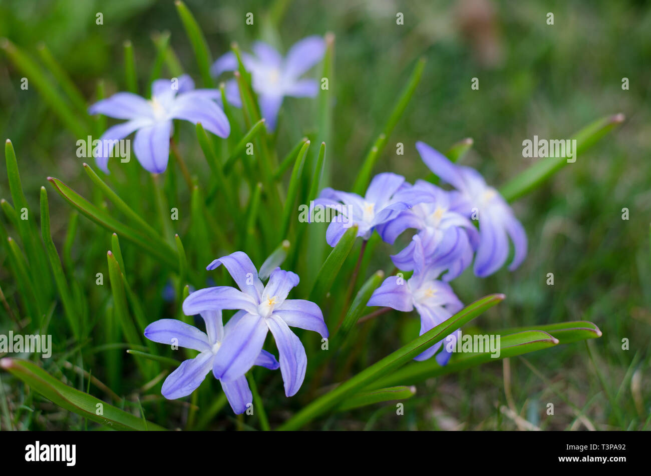 Scilla bifolia dans un groupe au printemps profiter du soleil. Banque D'Images