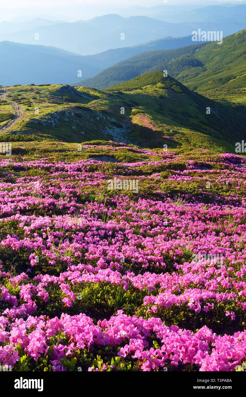 Paysage d'été. Champs de fleurs. Rhododendrons en fleurs dans les montagnes. Beauté dans la nature Banque D'Images
