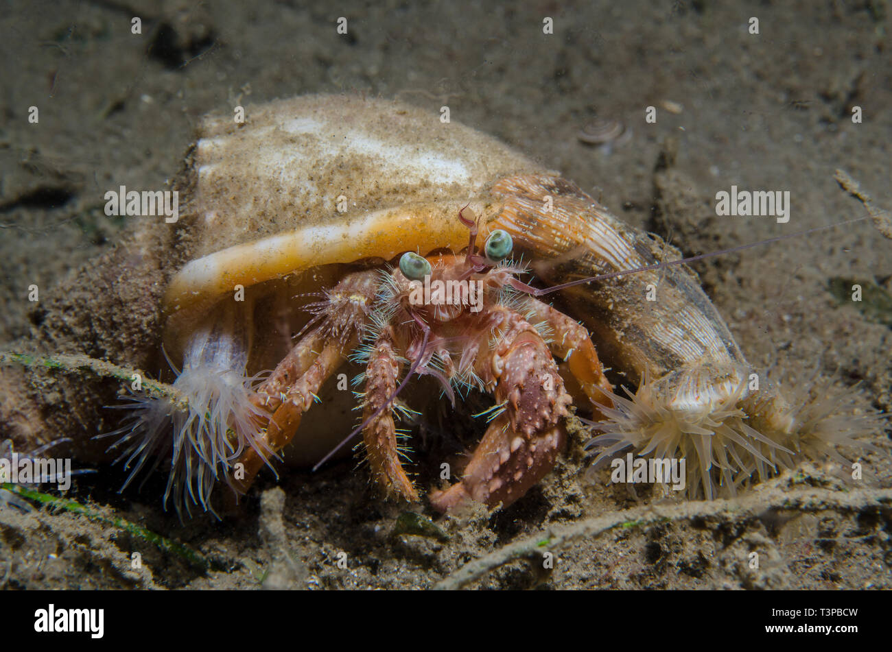 L'ermite, avec des anémones de mer, Dardanus pedunculatus, Diogenidae, et Calliactis Miriam, Hormathiidae Anilao, Batangas, Philippines, l'Océan Pacifique Banque D'Images