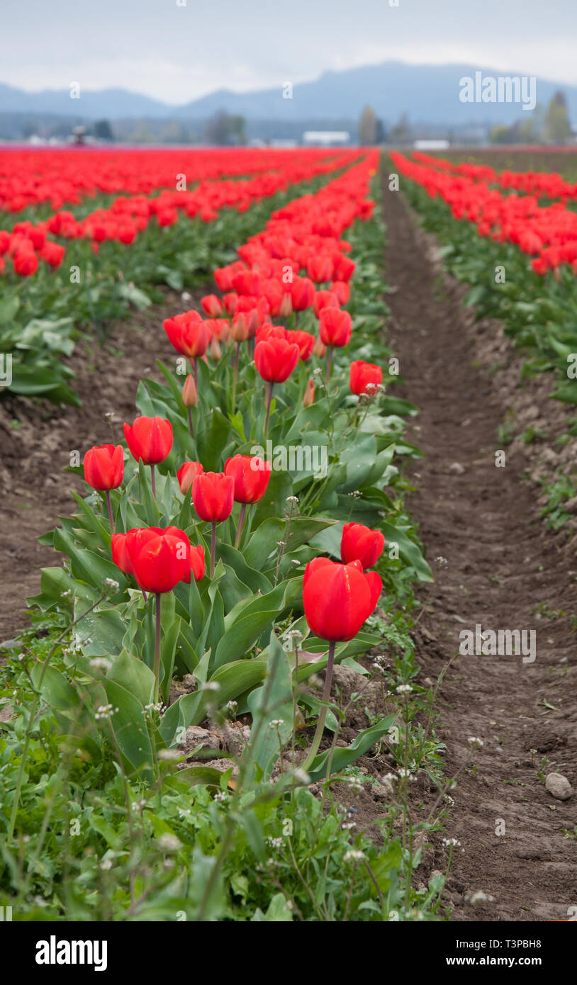 Champ de tulipes rouge magnifique paysage sur un jour de tempête avec d'immenses rangées de bulbes de tulipes fleurissent dans une ferme agricole verticale. Pris dans Skagit Co Banque D'Images