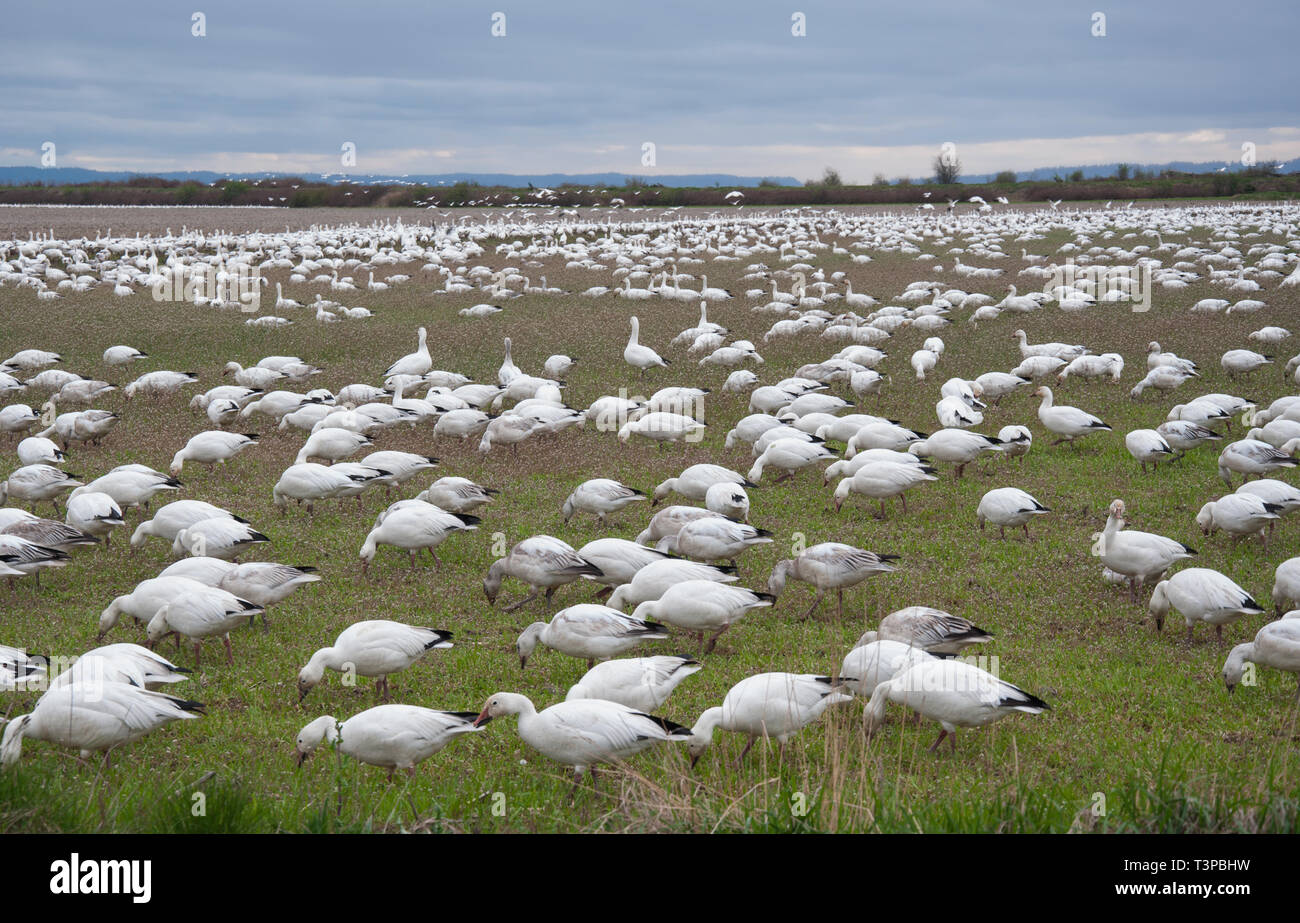 Nature Paysage d'un grand troupeau d'oies des neiges de la faune, les oiseaux se nourrissant dans un champ. Pris sur l'île de sapin dans Skagit Comté de Washington, USA. Banque D'Images
