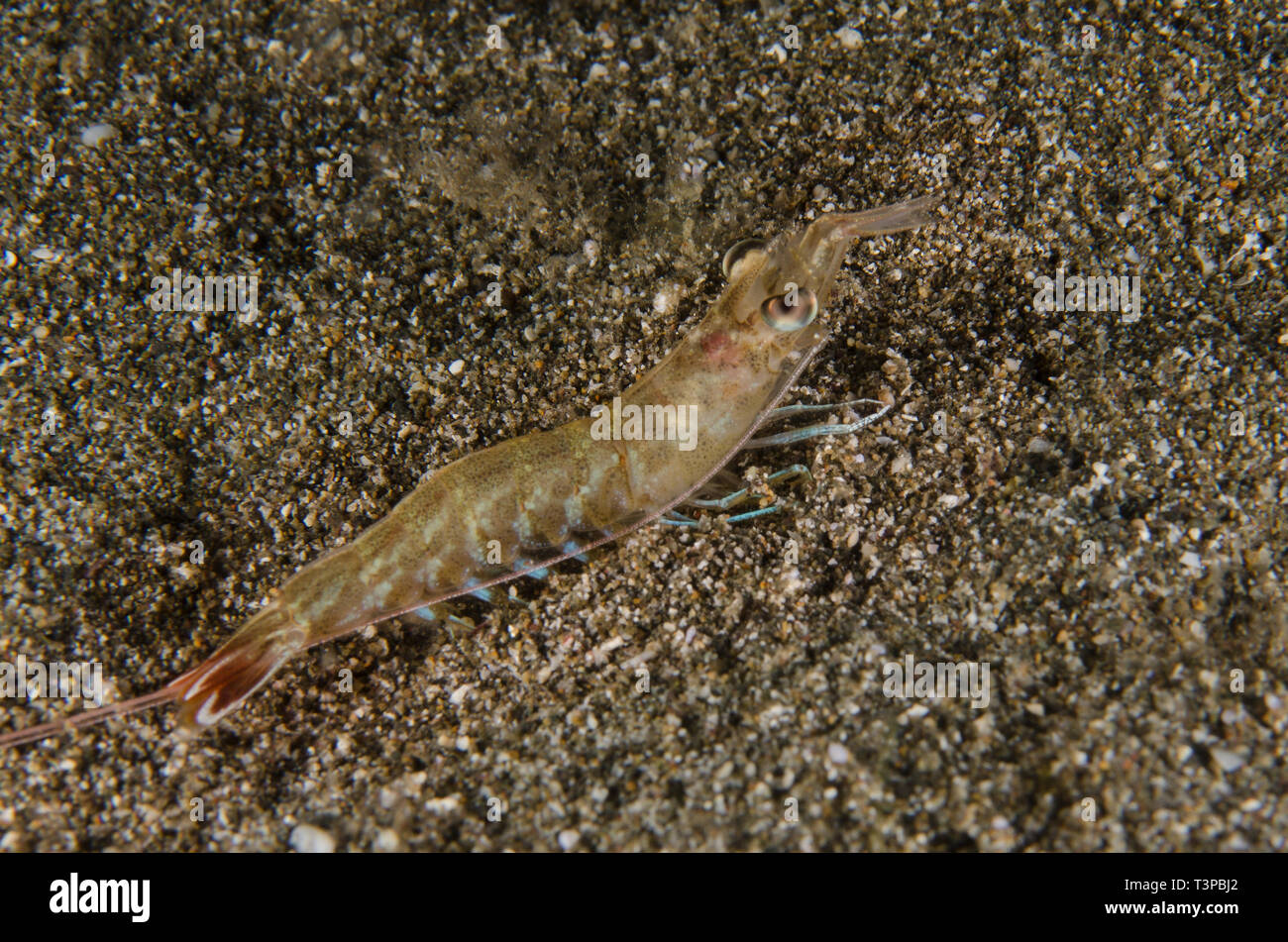 Crevettes Metapenaeus nocturne, sp., Penaeidae, Anilao, Batangas, Philippines, mer des Philippines, l'indo-pacifique, Asie Banque D'Images