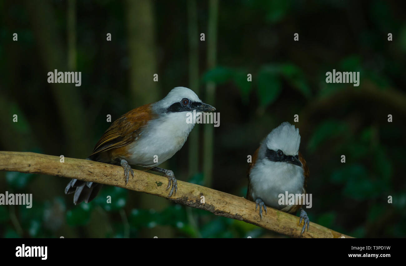 White-crested rire Bicknell (Garrulax leucolophus) dans la nature, la Thaïlande Banque D'Images