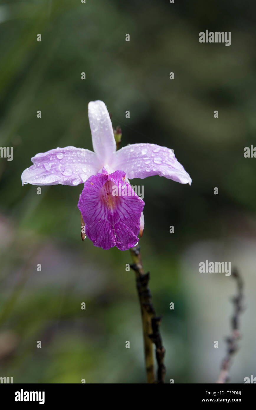 Orchidée pourpre au Mont Kinabalu national park, Bornéo Banque D'Images