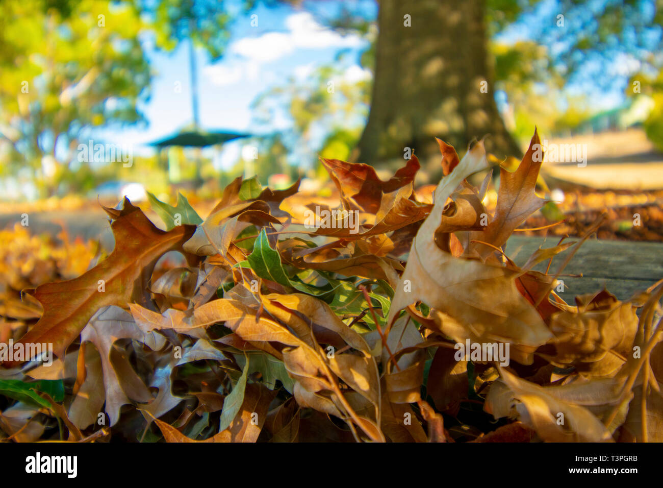 L'automne les feuilles des arbres tombés dans le parc de Tasmanie Banque D'Images