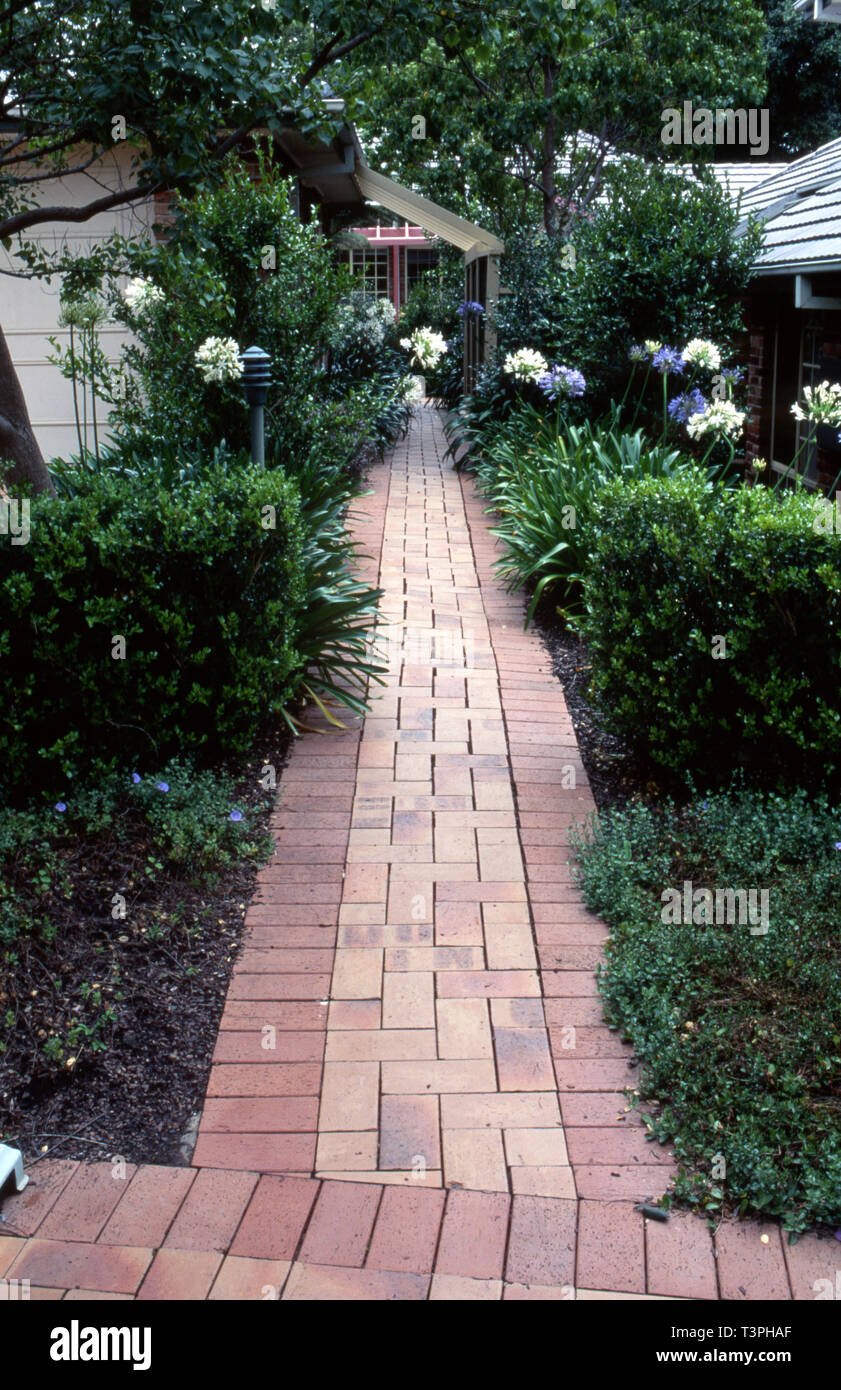 Scène avec jardin avec plantes bordant le chemin de brique, la couverture du sol de convolvulus, Buxus sempervirens hedges, Agapanthus et le Camellia sasanqua. Banque D'Images