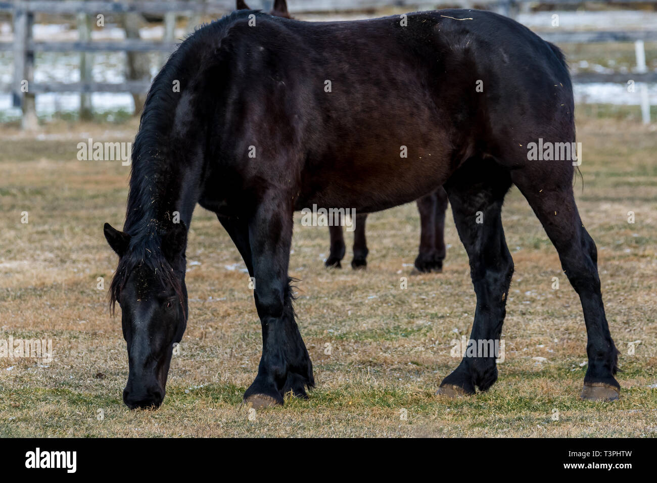 Ferme équestre à l'extérieur de pâturage des animaux montrant l'hiver Banque D'Images