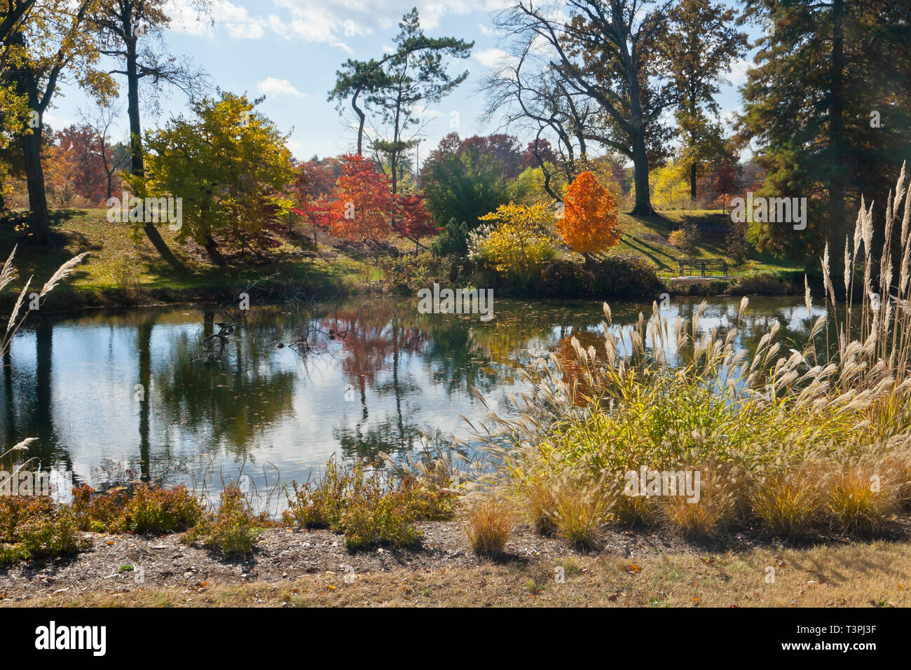 Au-delà des nuages arbres cornouiller à feuilles rouges à côté du lac Murphy à St Louis Forest Park reflète dans l'eau une journée d'automne. Banque D'Images Au-delà des nuages arbres cornouiller à feuilles rouges à côté du lac Murphy à St Louis Forest Park reflète dans l'eau une journée d'automne. Banque D'Images