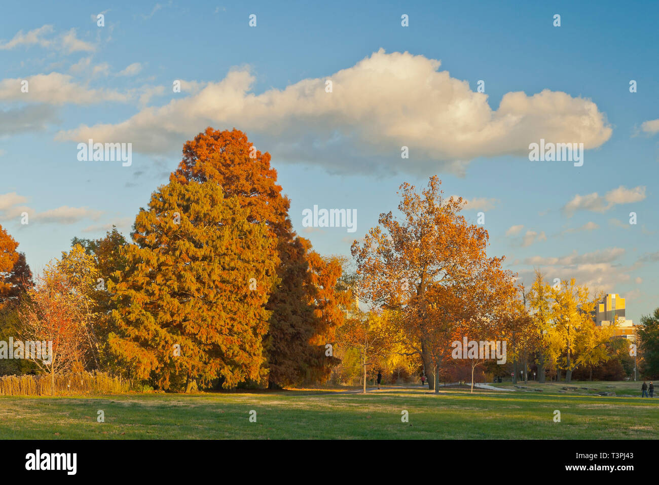 La fin de l'après-midi est un beau temps pour un cyprès chauve à côté constitutionnel arbres sous un ciel bleu avec des nuages de couleur crème à St Louis Forest Park Banque D'Images La fin de l'après-midi est un beau temps pour un cyprès chauve à côté constitutionnel arbres sous un ciel bleu avec des nuages de couleur crème à St Louis Forest Park Banque D'Images