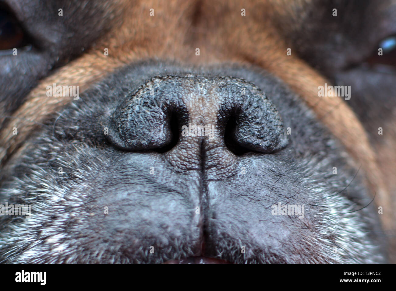 anatomie-chien-bouledogue-francais-banque-de-photographies-et-d-images